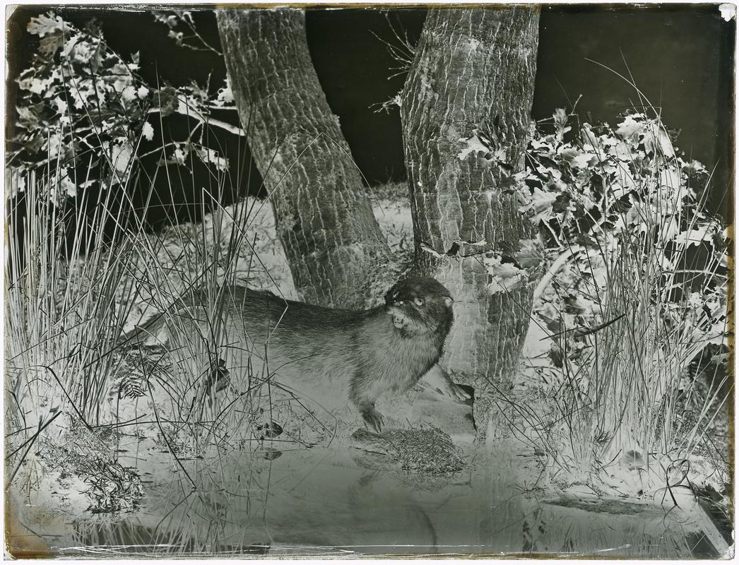 Otter, glass negative