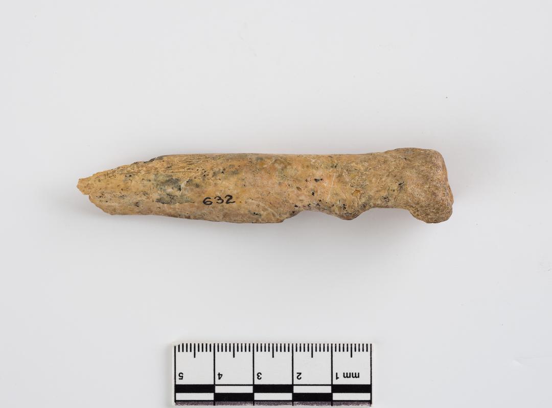 Pleistocene reindeer bone