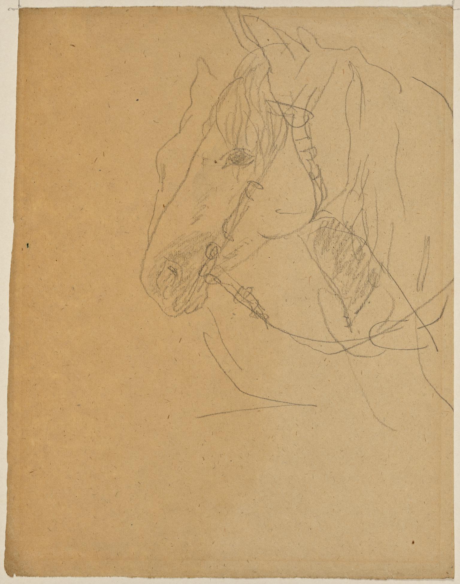 Horse in harness