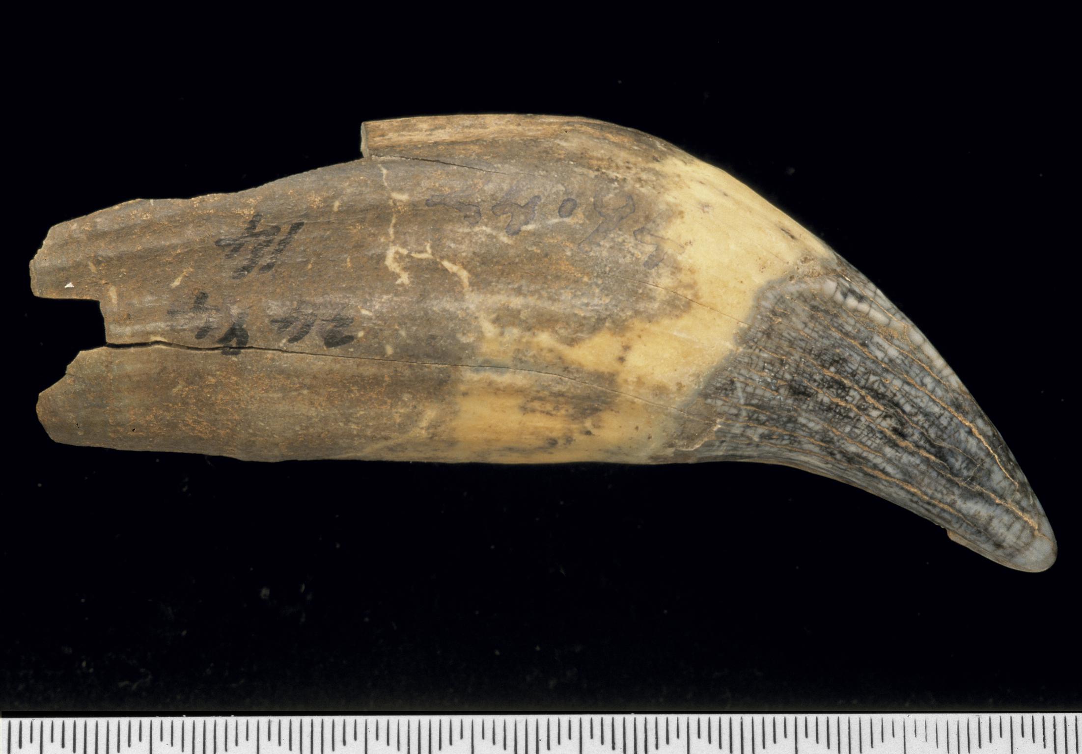 Pleistocene bear tooth