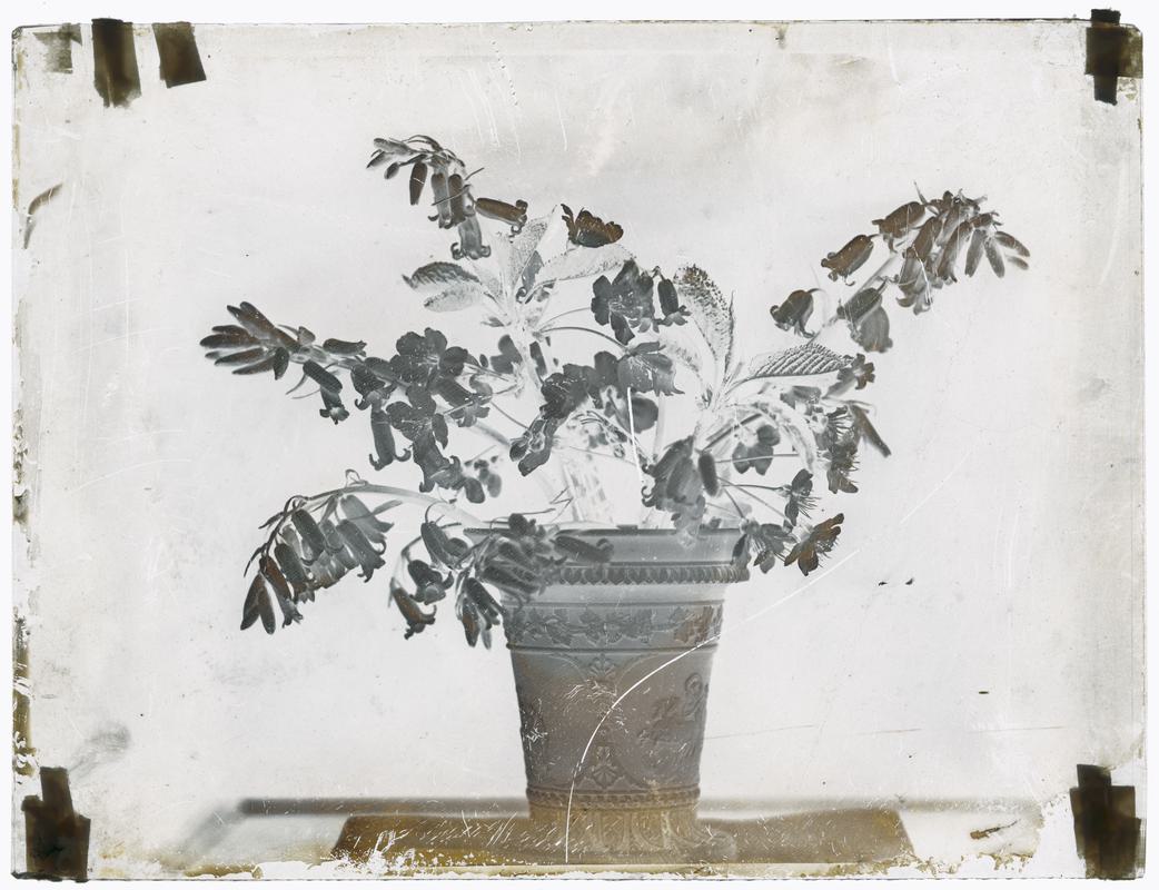 Vase of bluebells, glass negative