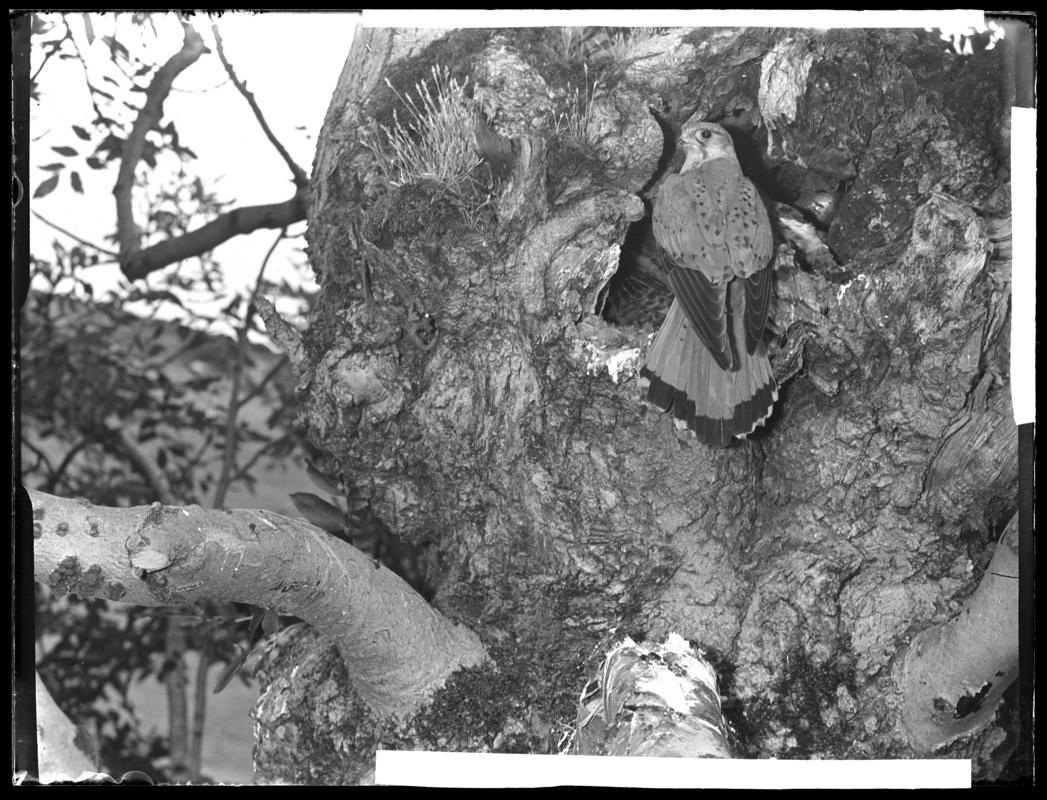 Kestrel, glass negative