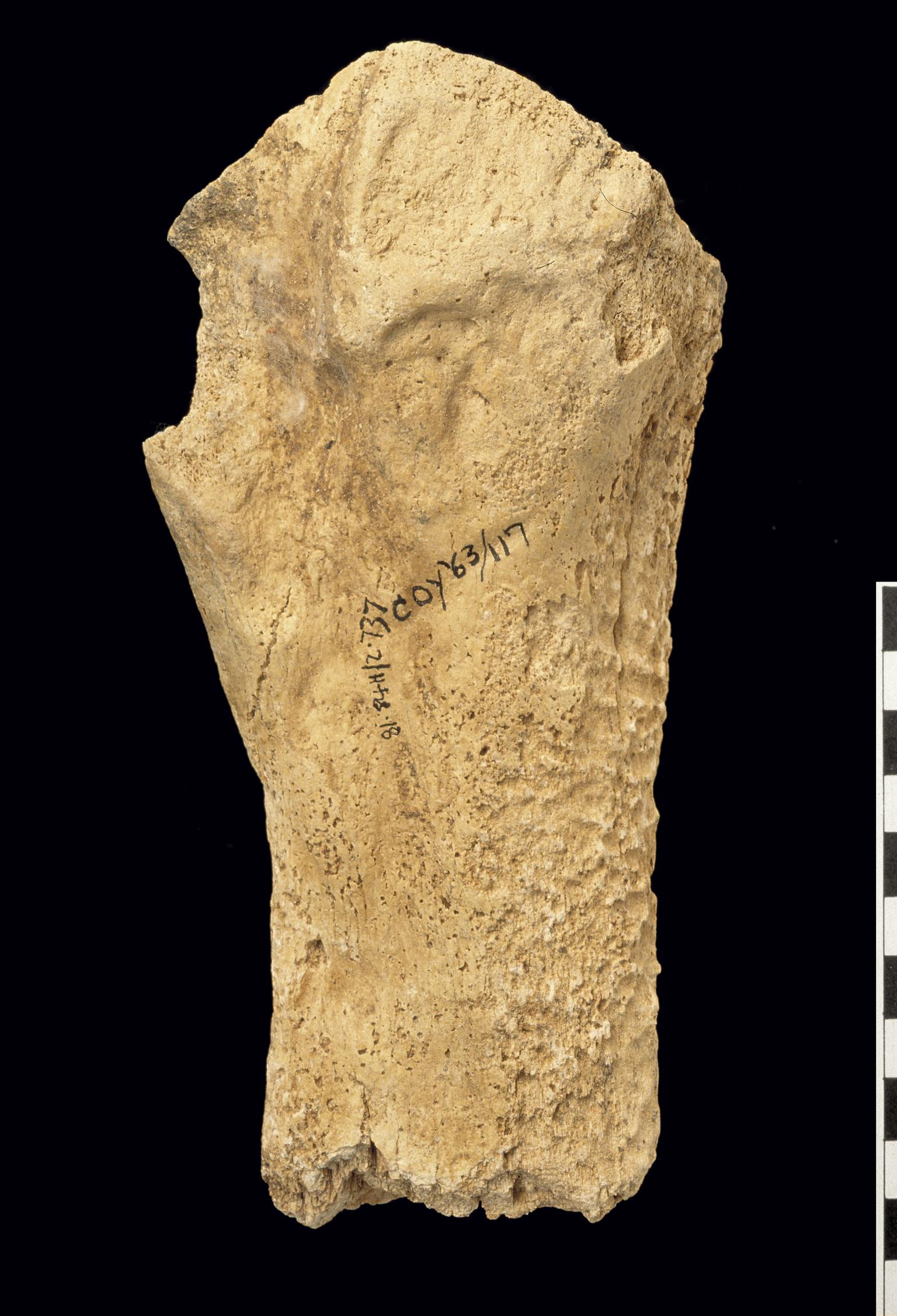 Pleistocene woolly rhinoceros bone