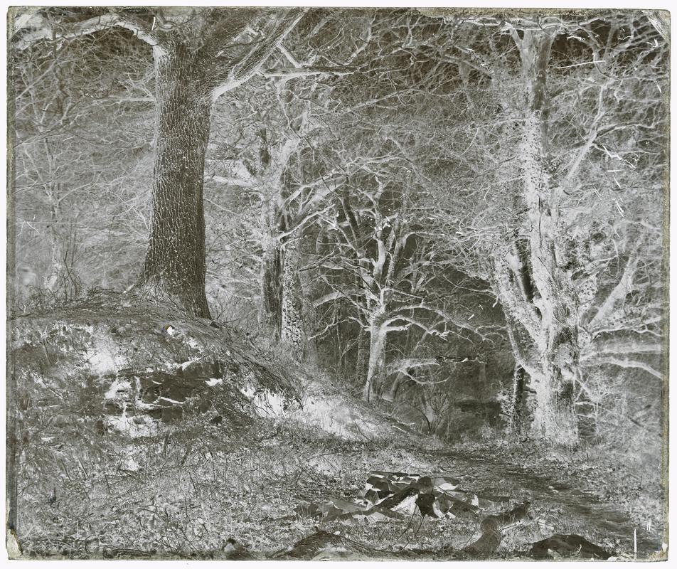 Penllergare, trees, negative