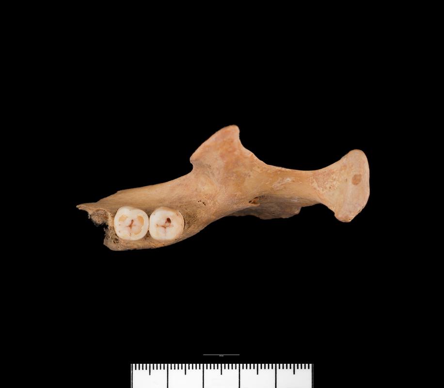 Bronze Age / Roman human bone