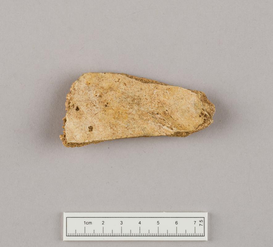 Prehistoric human bone