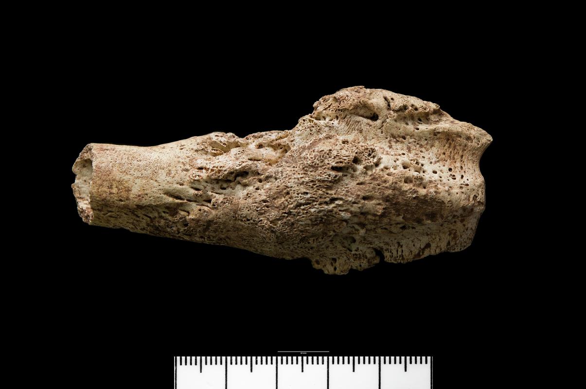 Prehistoric human bone