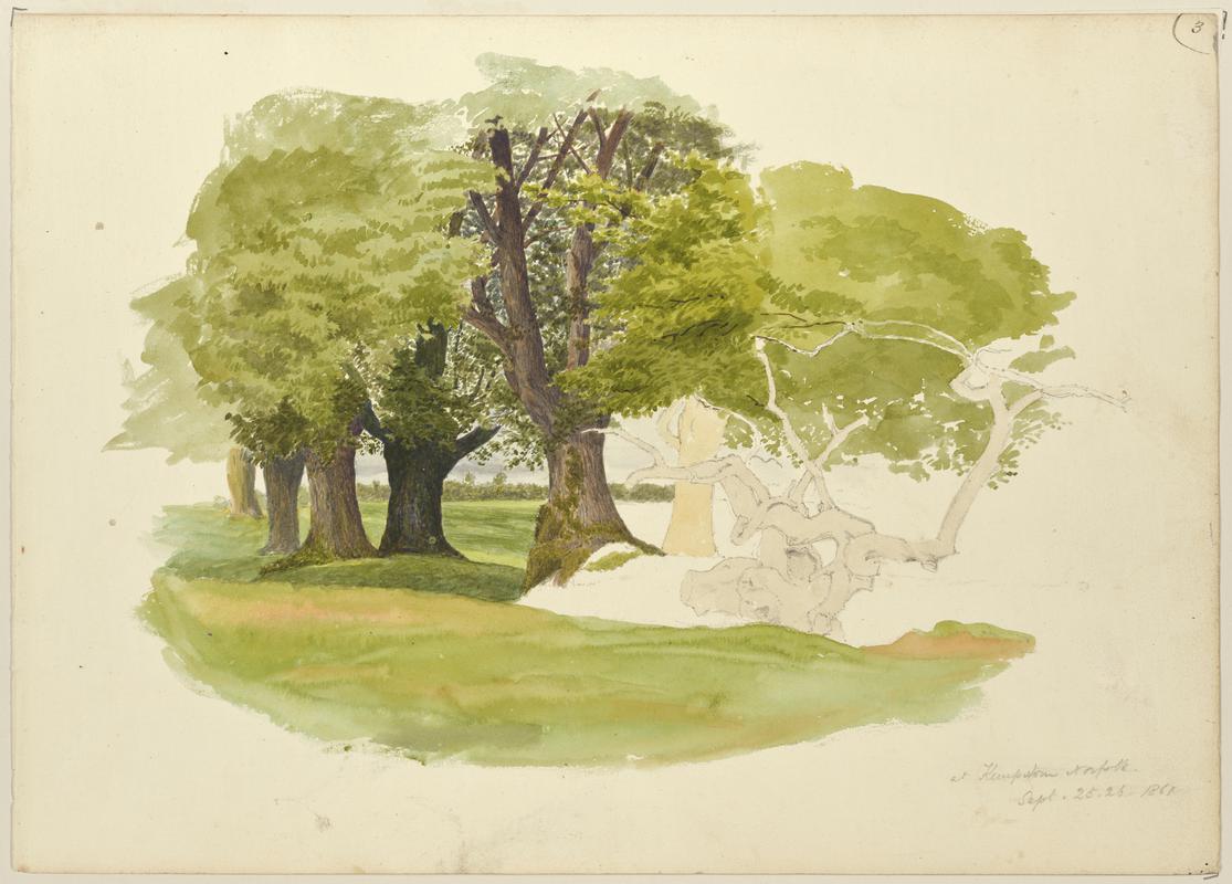 Tree Study, Norfolk