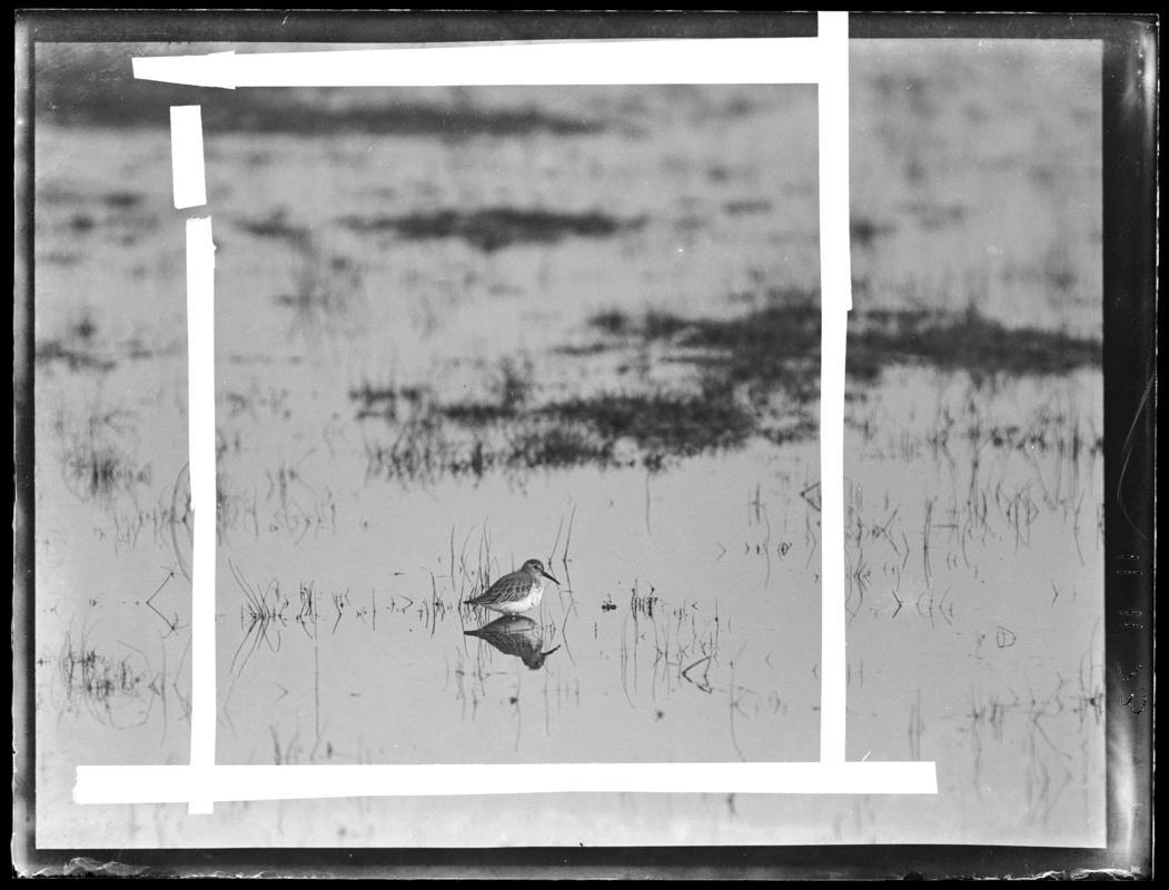 Dunlin, glass negative