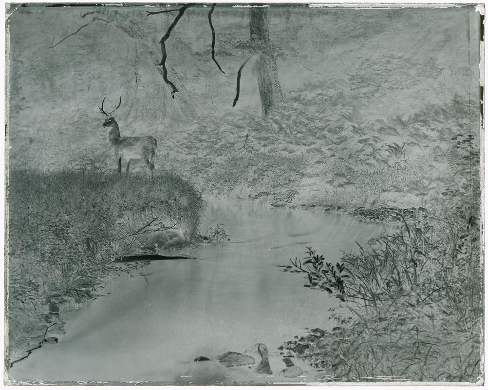 Stag, glass negative