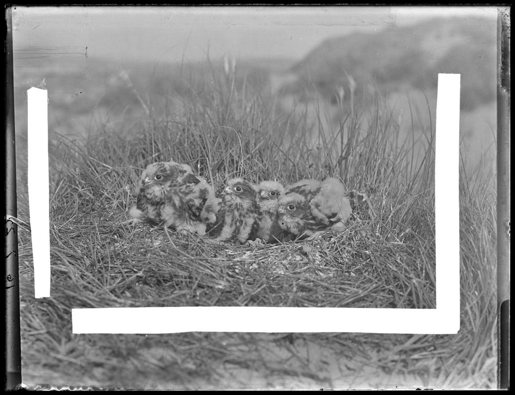 Merlin, glass negative