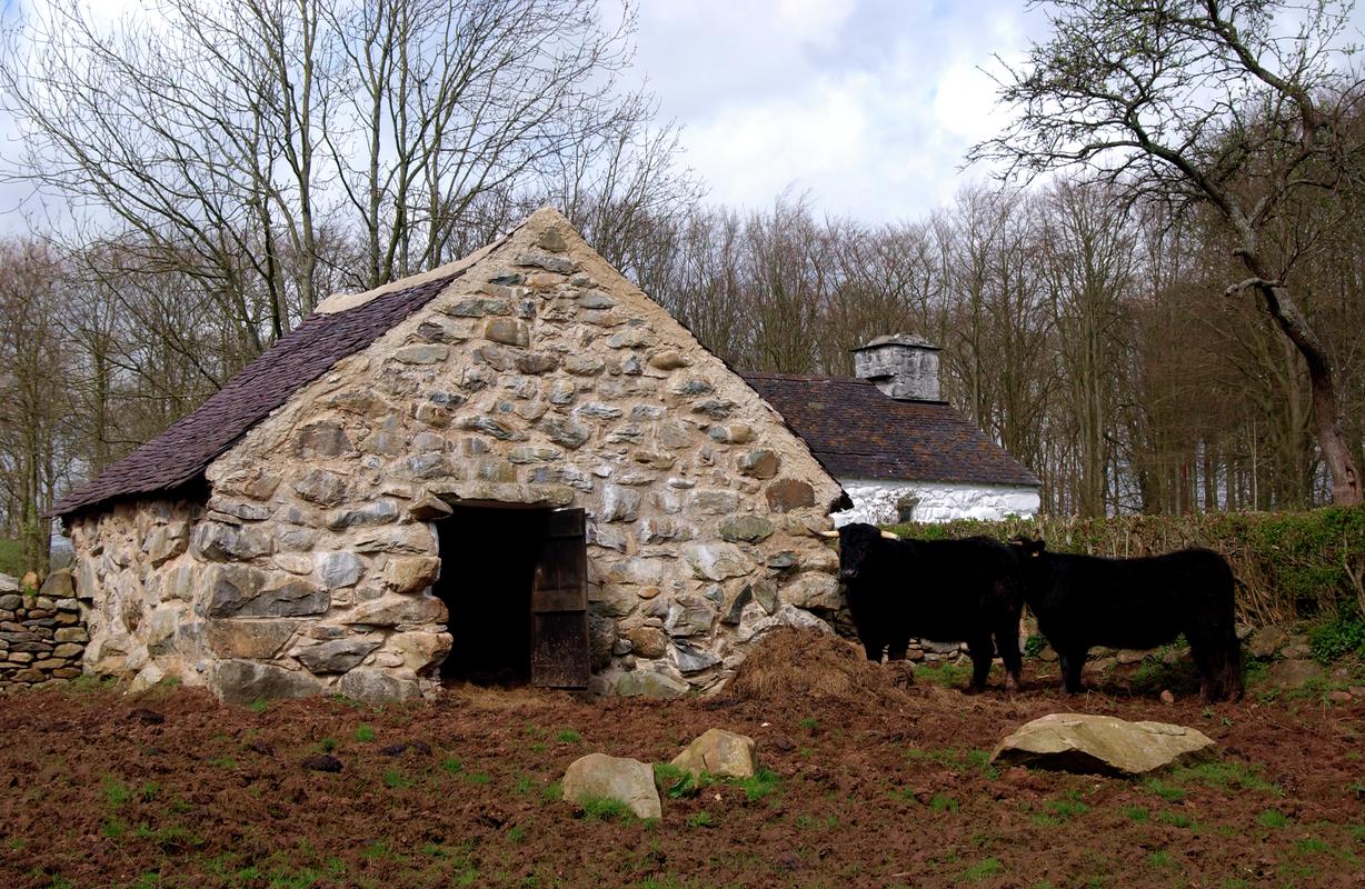 Cow byre