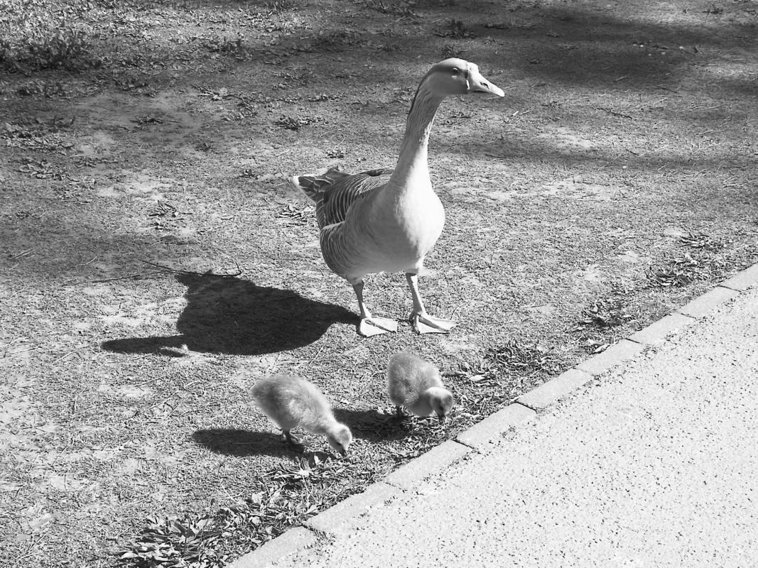 Roath Park Lake, Goose and goslings.
