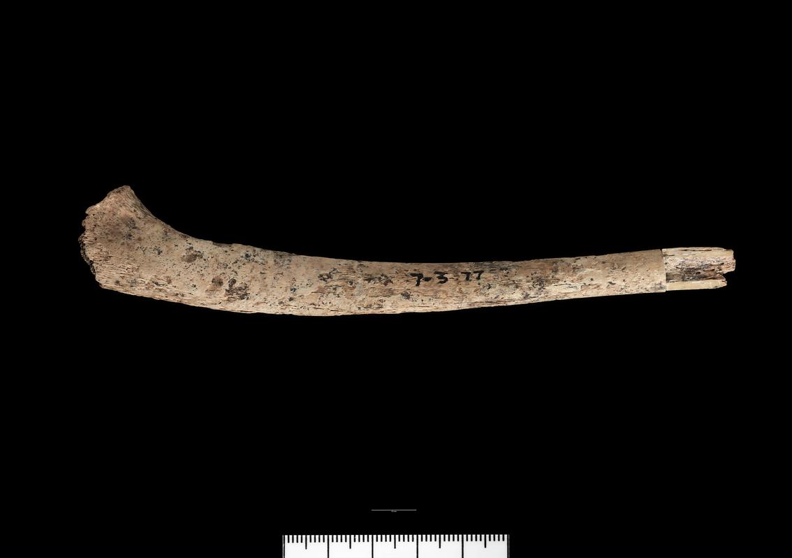 Prehistoric human bone