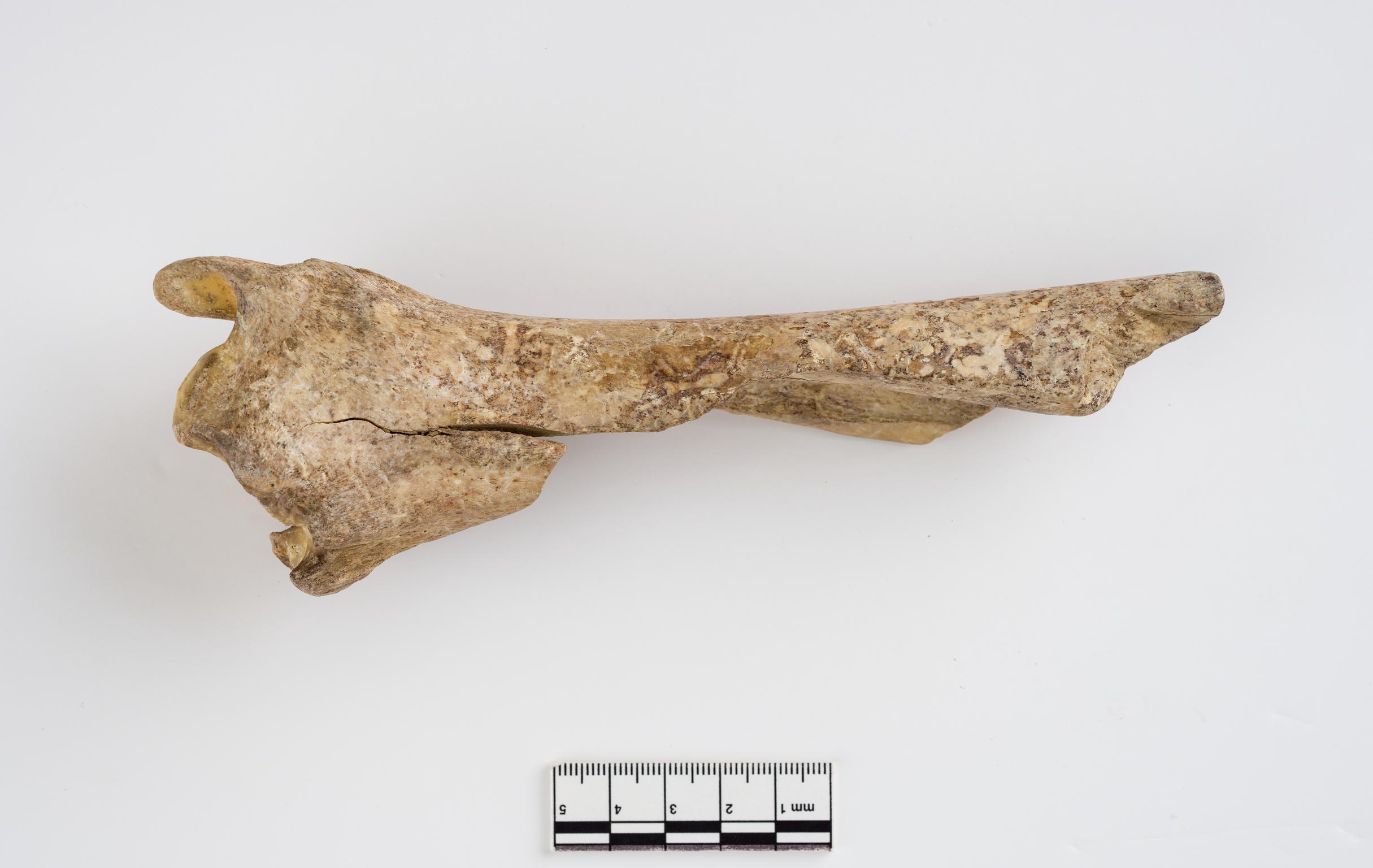 Pleistocene red deer bone