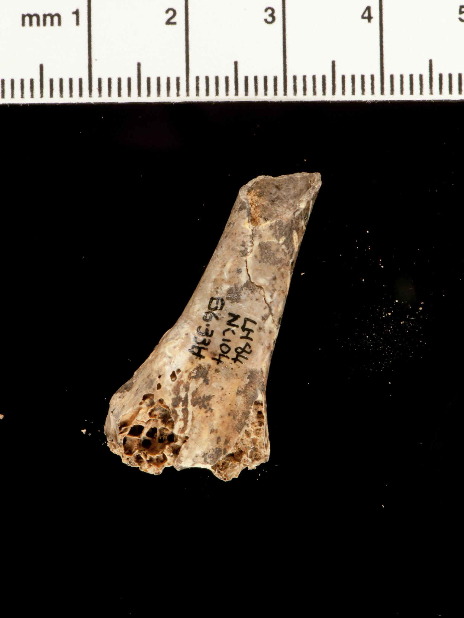Pleistocene barnacle goose bone