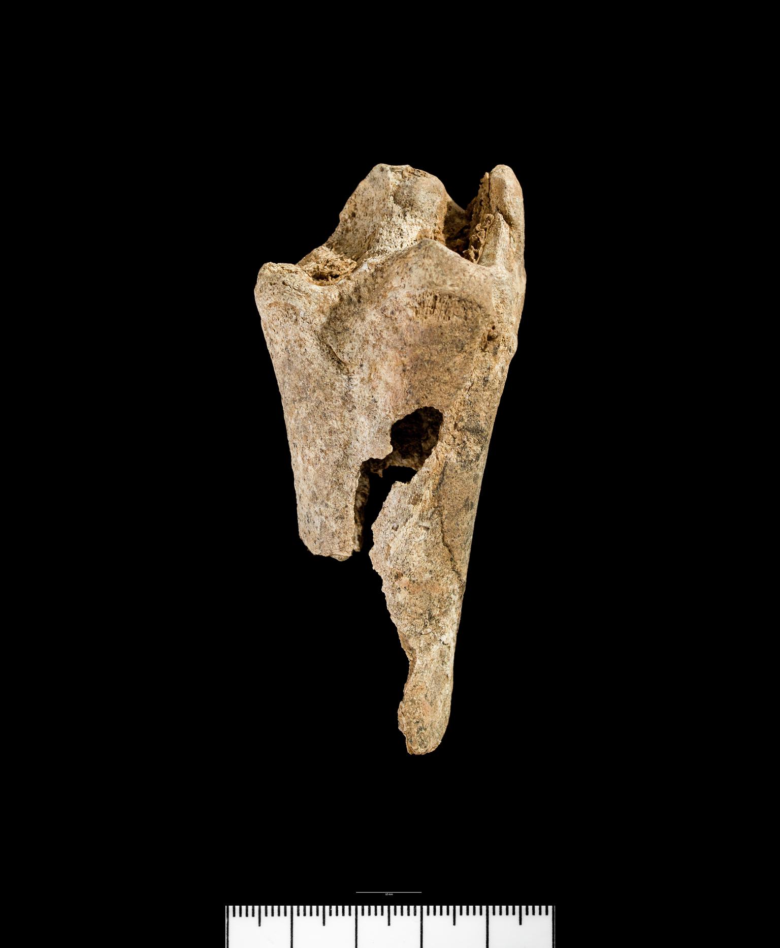 Pleistocene / Holocene deer bone