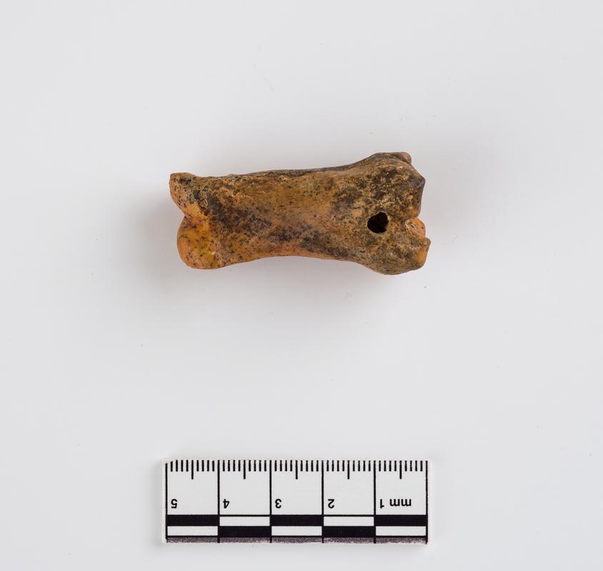 Pleistocene reindeer bone