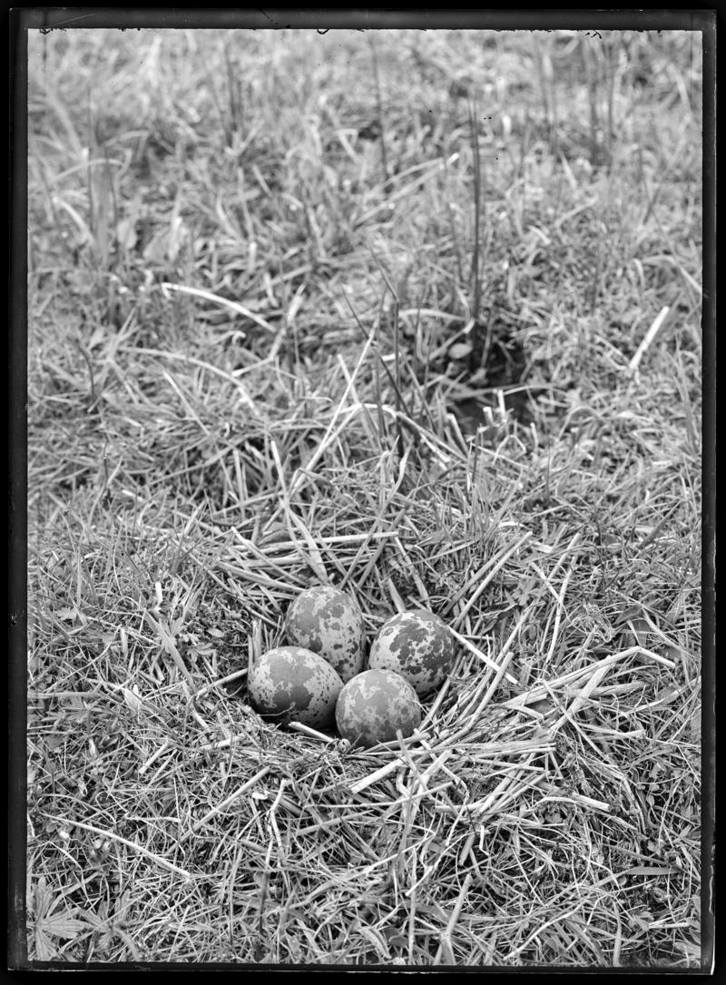 Lapwing nest, glass negative