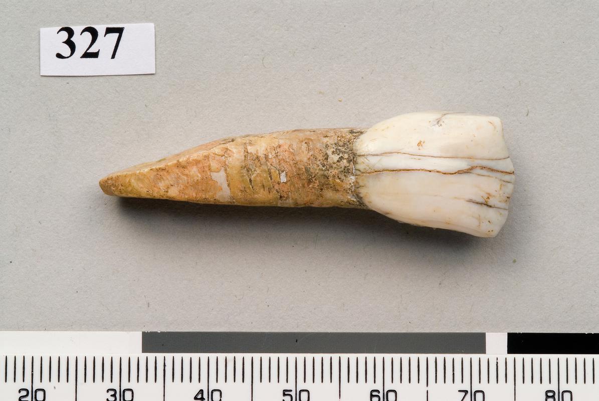 Upper Palaeolithic perforated tooth