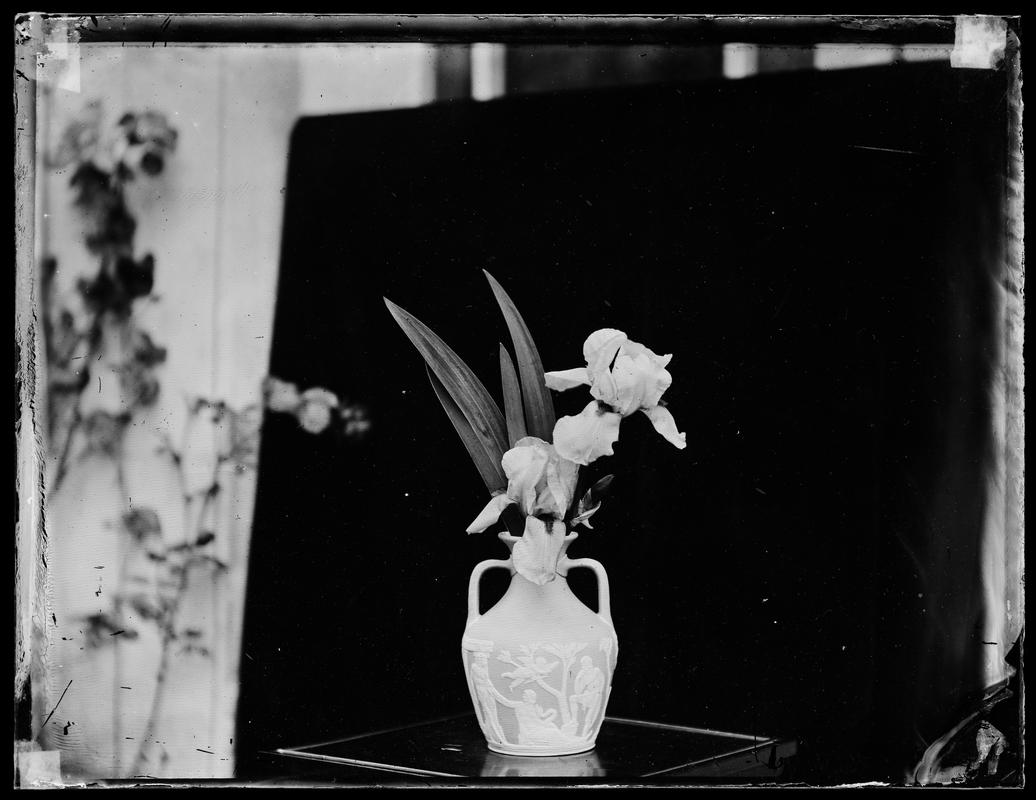vase of iris, glass negative
