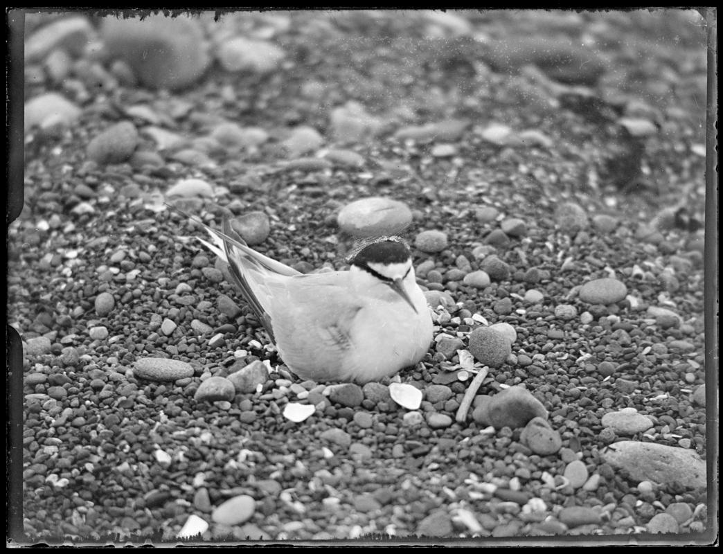 Little Tern, glass negative