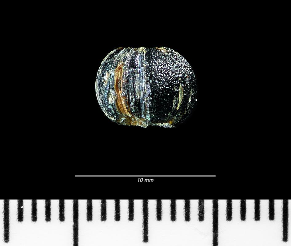 Roman glass spheroid bead