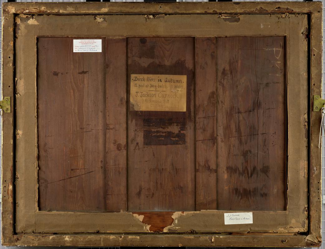 Birch Trees in Autumn