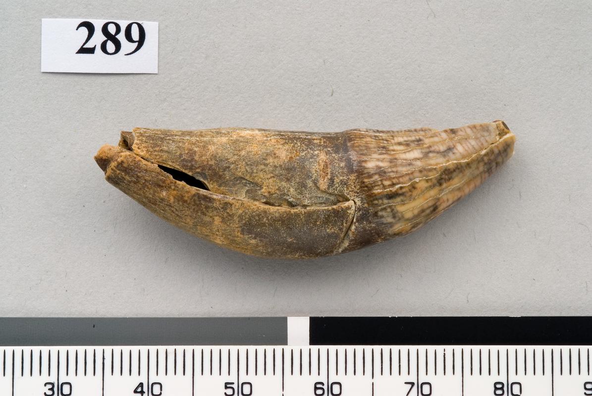 Pleistocene wolf tooth . Pontnewydd Cave