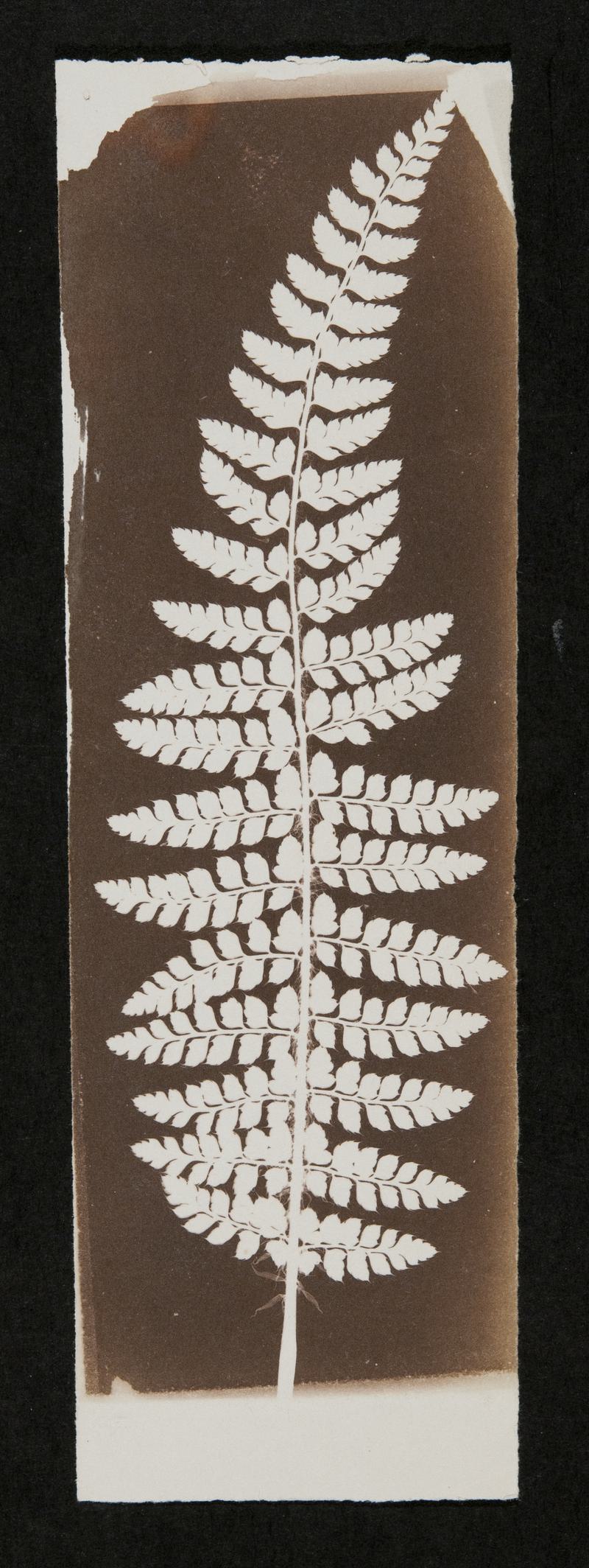 Fern leaves, photograph