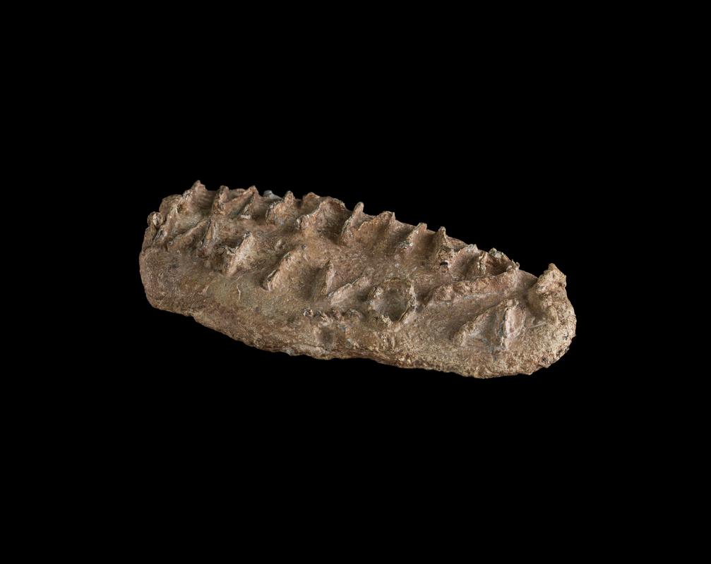 Roman lead bread stamp