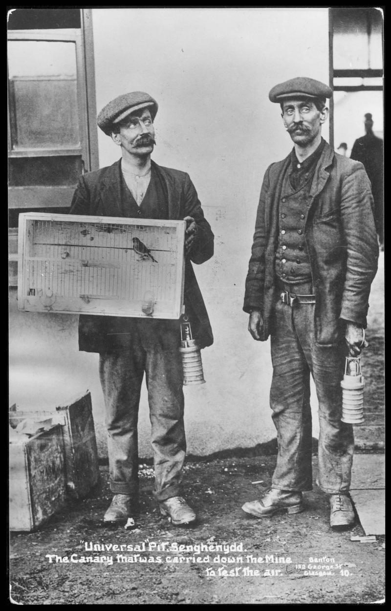 "Universal" Pit, Senghenydd. The Canary that was carried down the Mine to test the air (postcard)