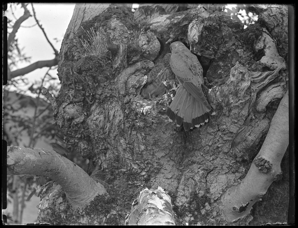 Kestrel, glass negative