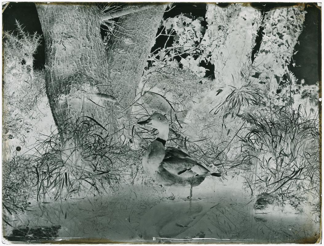 Duck, glass negative
