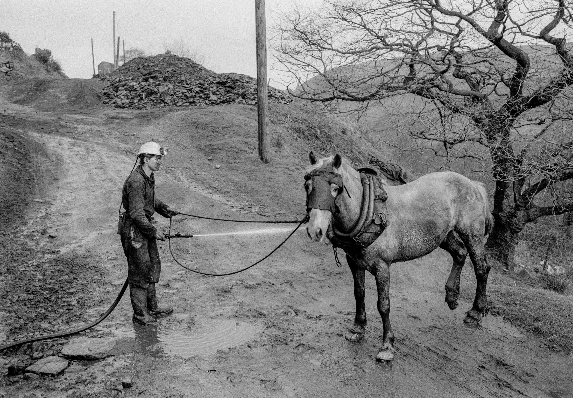 Black Mountain coal. Pit ponies each have an individual handler who is responsible for its health, welfare and cleanliness. Neath, Wales
