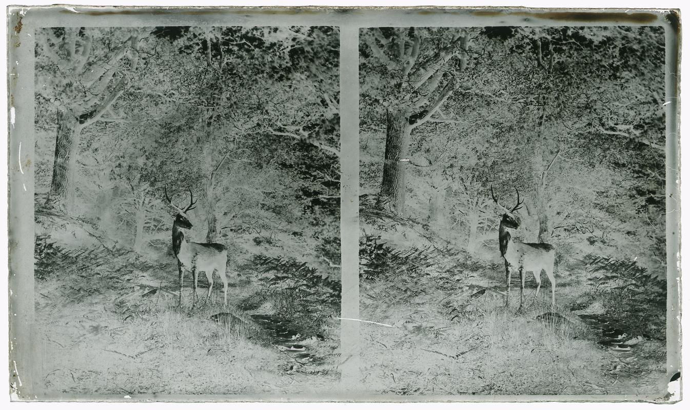 Stag, glass negative