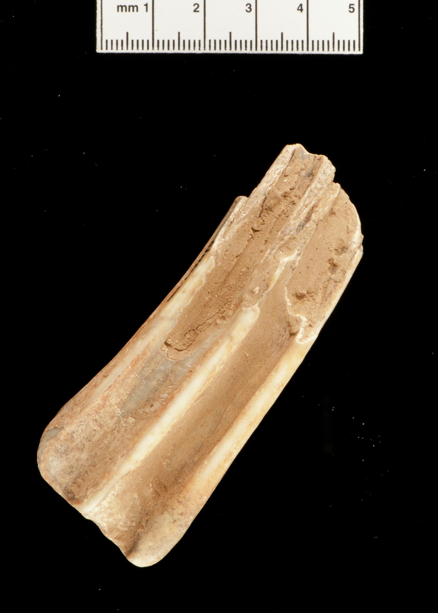 Pleistocene horse tooth