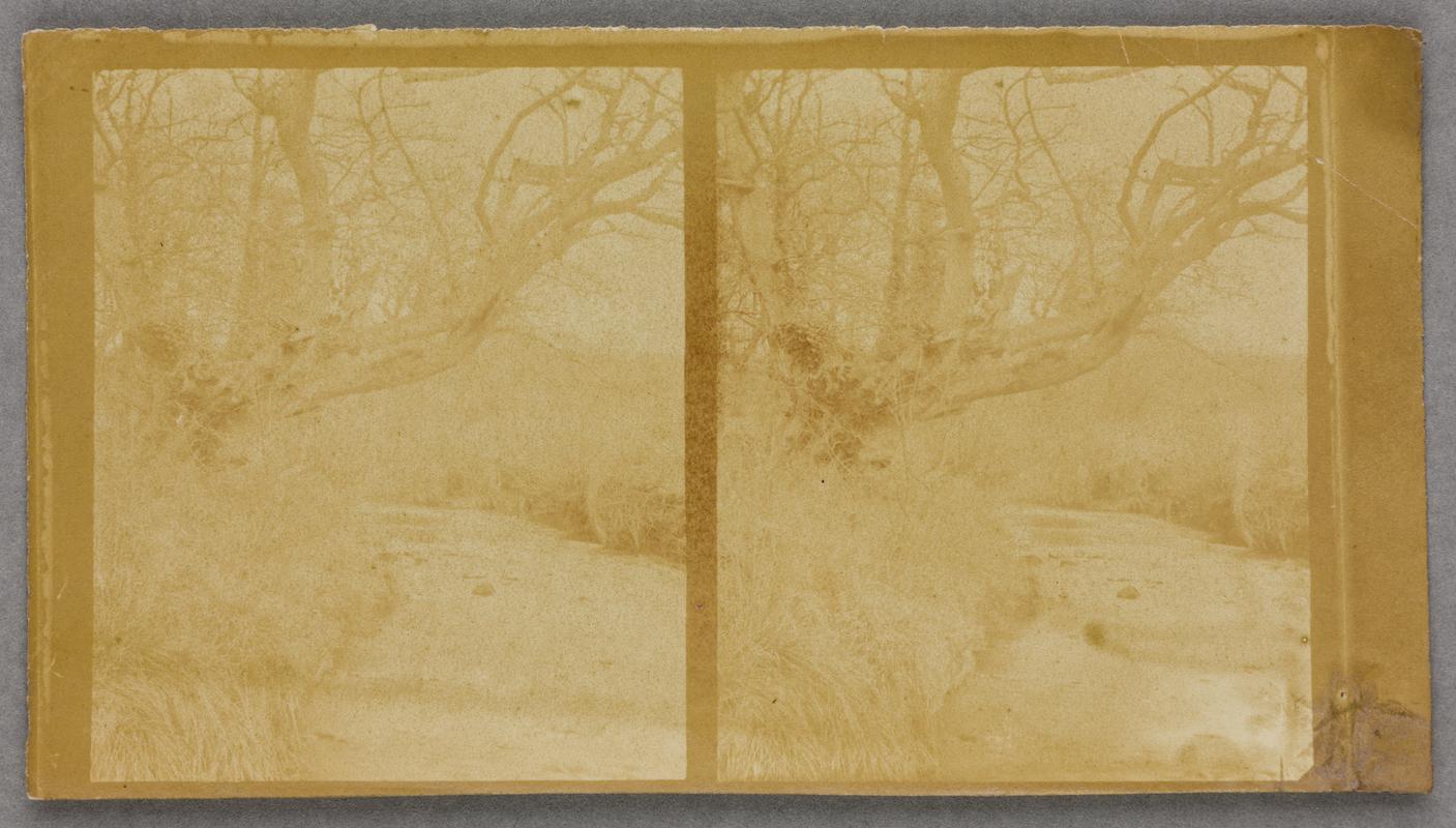 trees on bank of stream, photograph