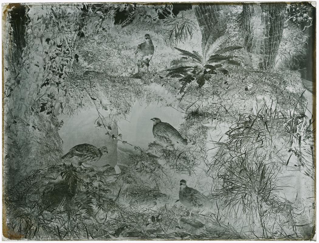 Grouse, glass negative