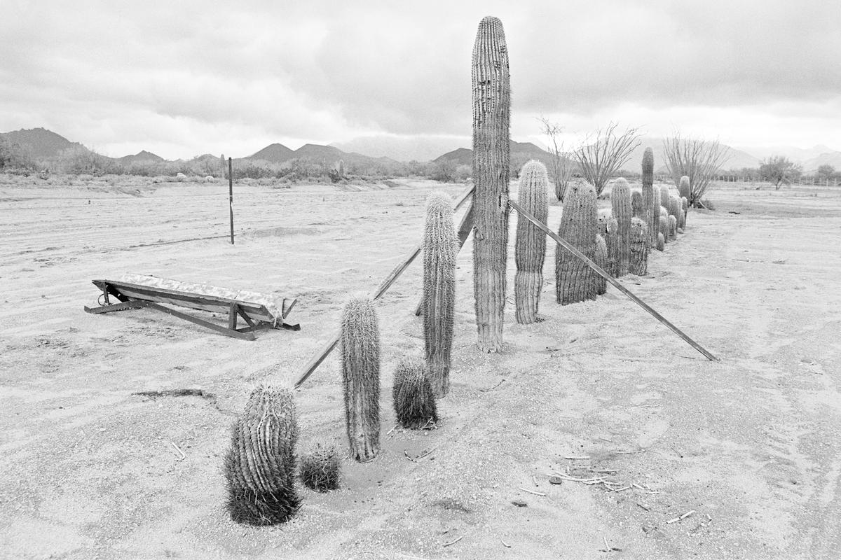 USA. ARIZONA. Rawhide. Protecting cactus. 1980.