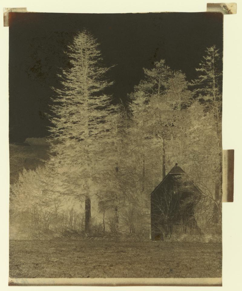 Silver Firs at Minterne, Dorset (negative)