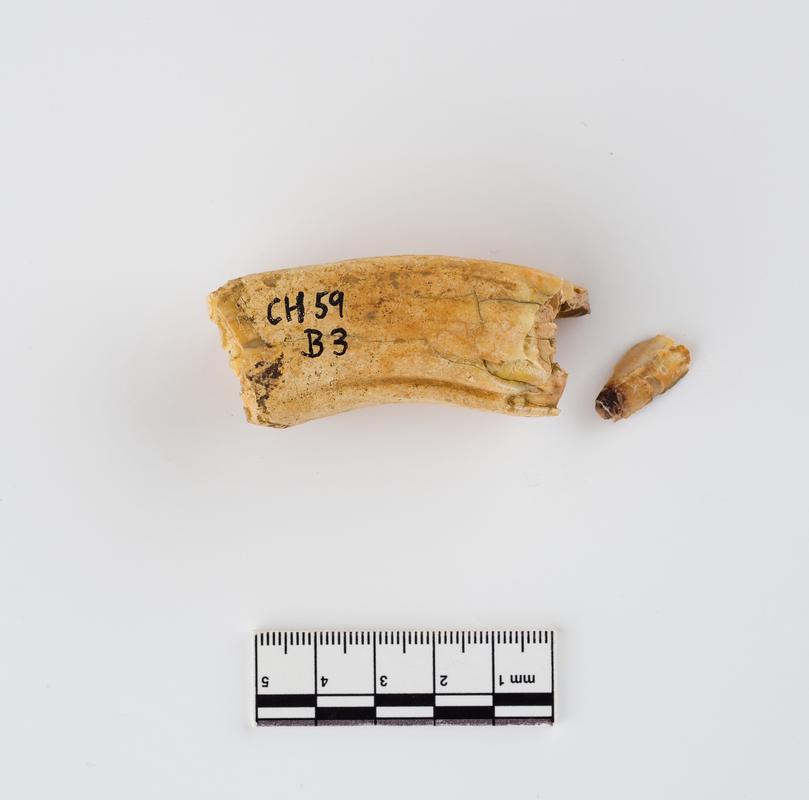 Pleistocene horse tooth