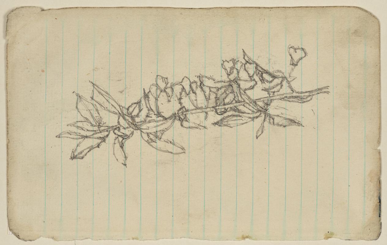 Study of a Branch for "The Musicians"