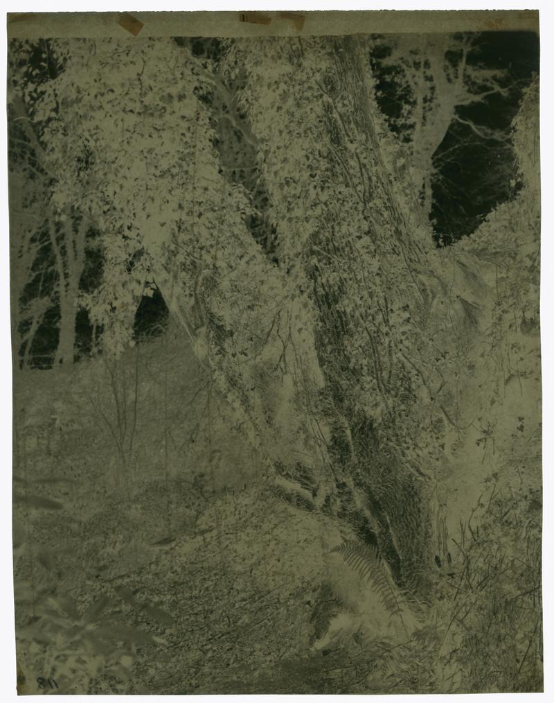 Trees, negative