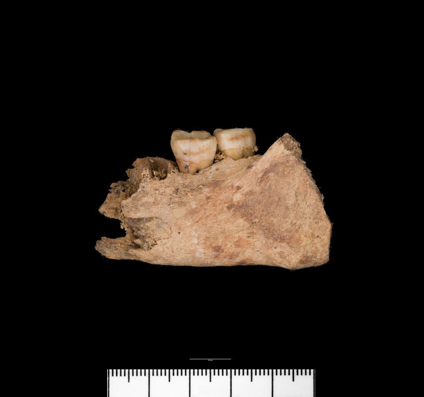 Bronze Age / Roman human bone
