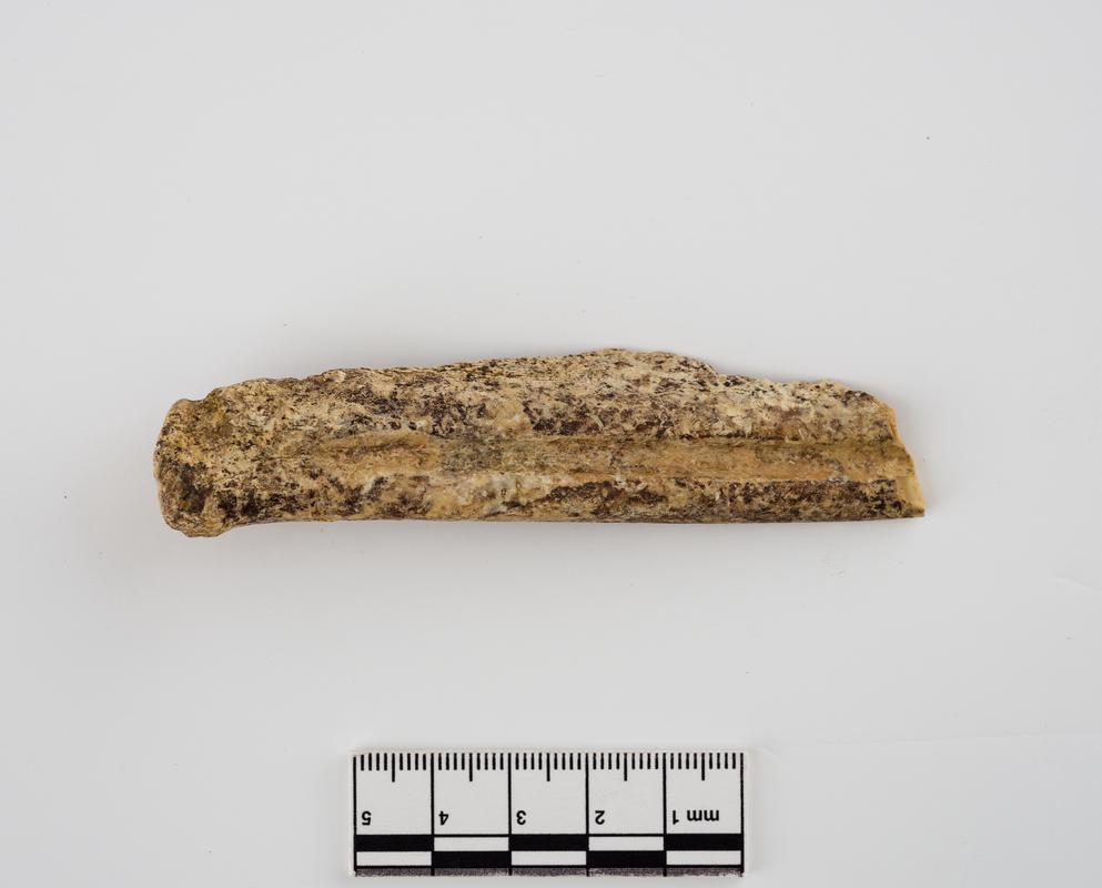 Pleistocene reindeer bone