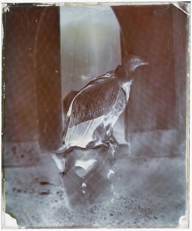 The Griffon Vulture (glass negative)