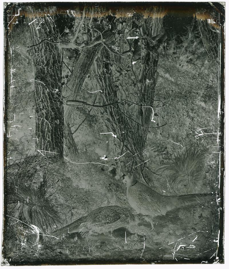 Pheasant, glass negative