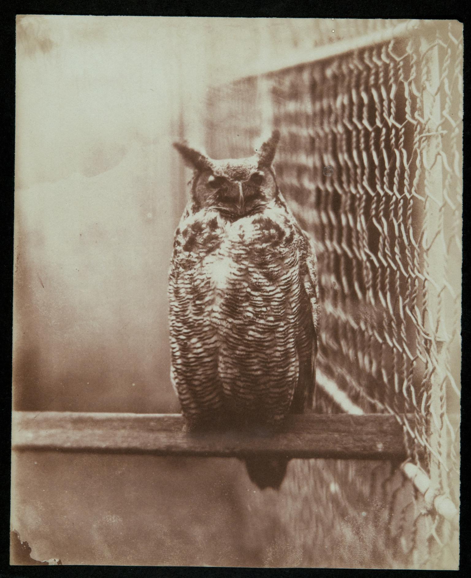 Owl, photograph