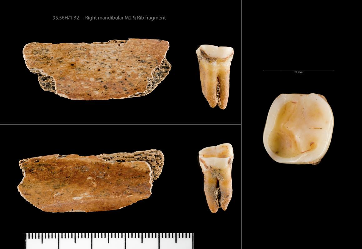 Right mandibular M2 and Rib fragment